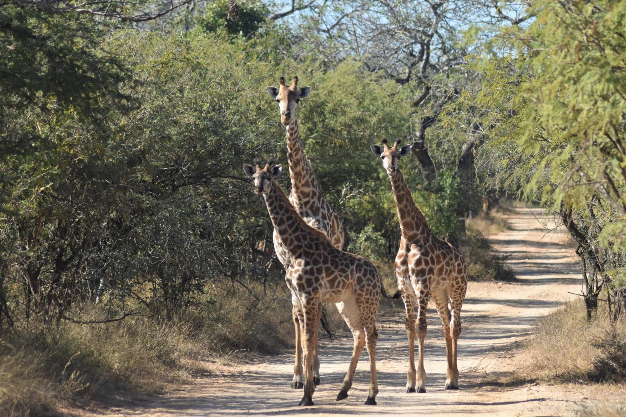 The Baobab Bush Lodge And Villa Hoedspruit Exterior foto