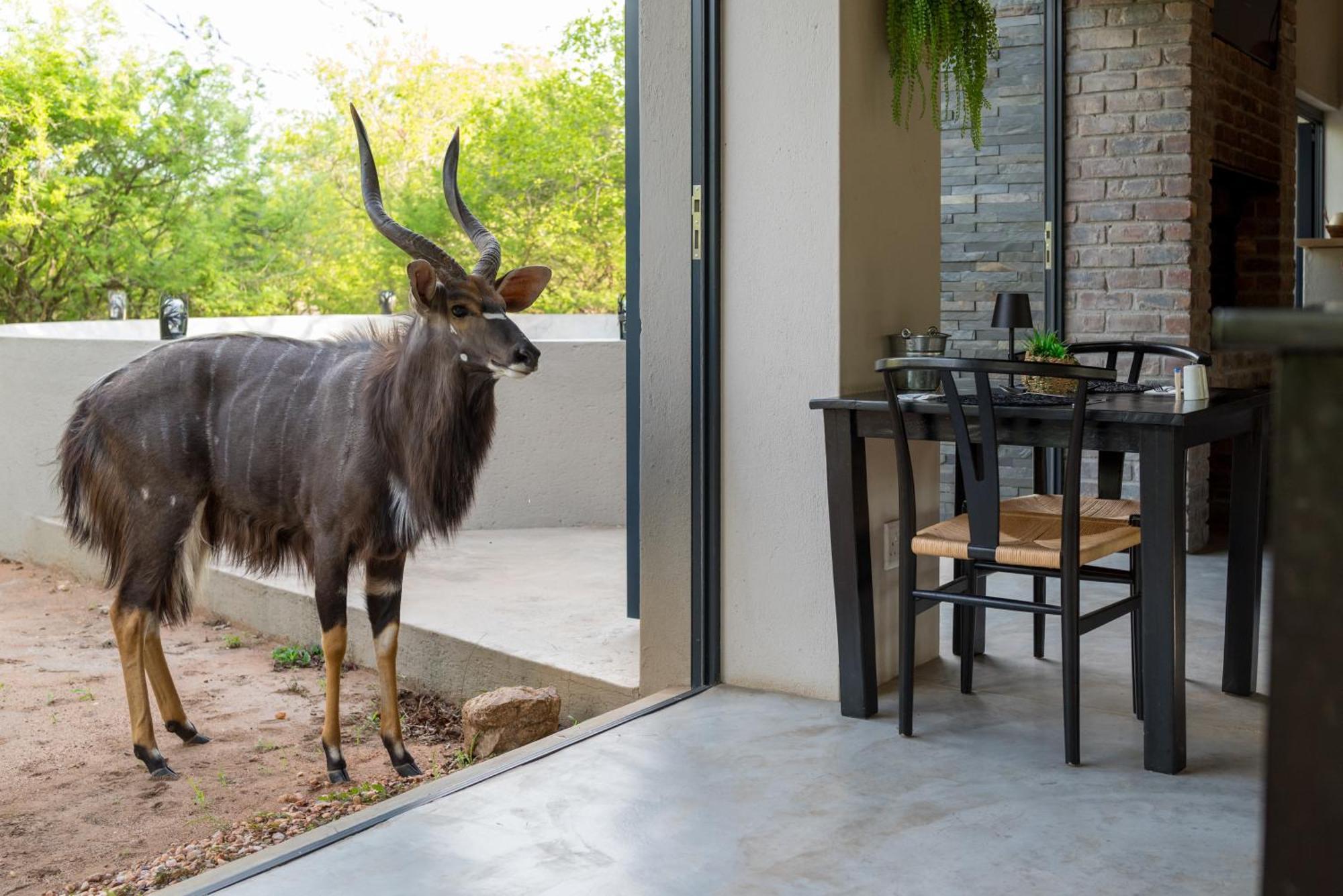 The Baobab Bush Lodge And Villa Hoedspruit Exterior foto